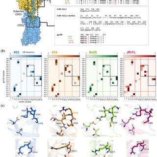 CCR5/gp120 interfaces in CD4–gp120–CD4 complexes: (a) amino acid ... 