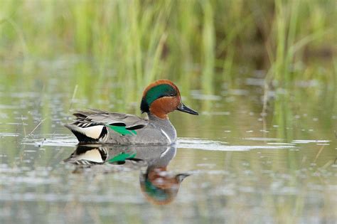 Green-winged teal — Ducks Unlimited Canada