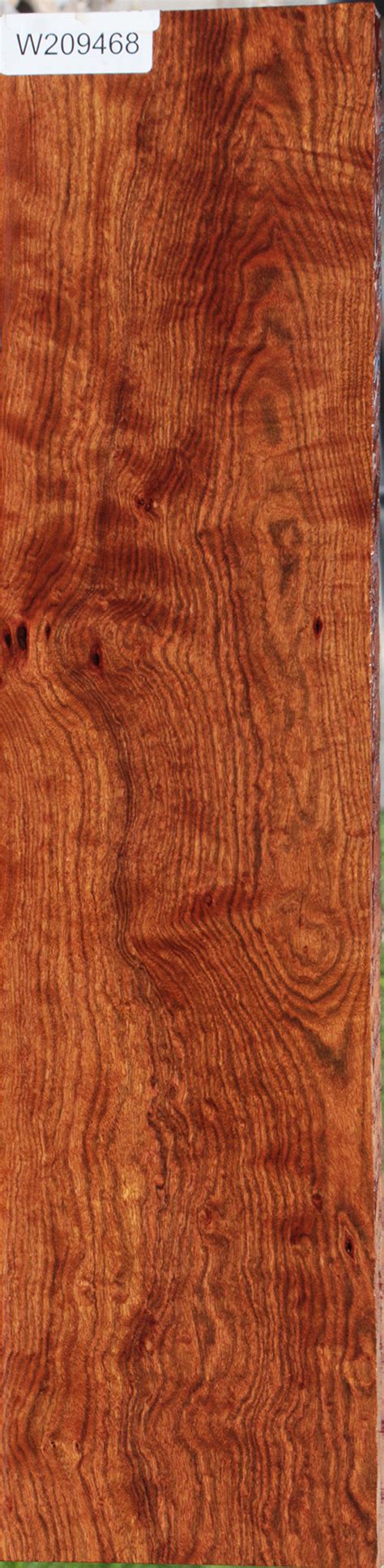 Chechen – Cook Woods
