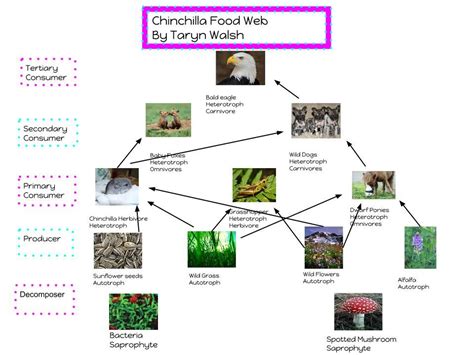 New Cadena Alimentario Mapa Conceptual De La Cadena Alimenticia Simple 217000 Hot Sex Picture