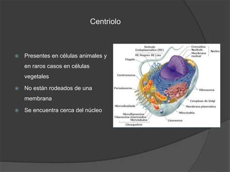 Organelos No Membranosos Ppt