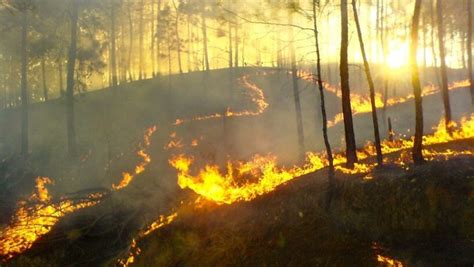 Destruidas Unas Mil Hectáreas De La Reserva Natural Punta Patiño En