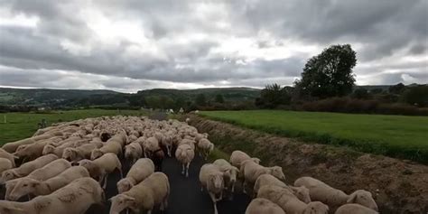 Pandage De Fumier Et Labour Difficile Wikiagri Actualit Agricole