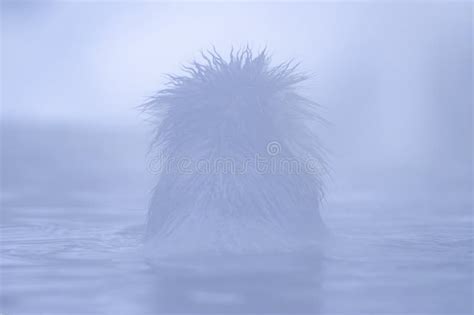Portrait Of Snow Monkey In The Hot Water Spring Stock Photo Image Of Cold Japanese 290395866
