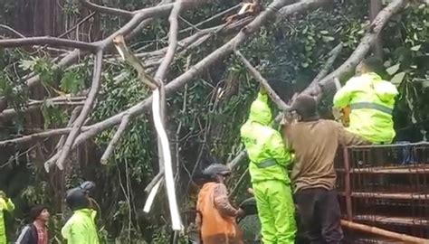 Cuaca Ekstrem Di Bangli Pohon Tumbang Timpa Warung Dan Mobil Hingga