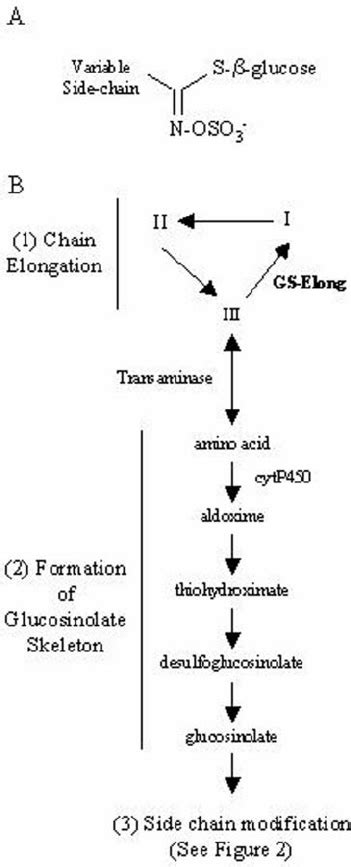 Glucosinolate Biosynthetic Pathway I Alkylmalic Acid Ii