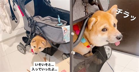 飼い主のお出かけを察知した柴犬、さっそうと けなげなアピールに「一緒に行きたかったね」とたたえる声 ねとらぼ