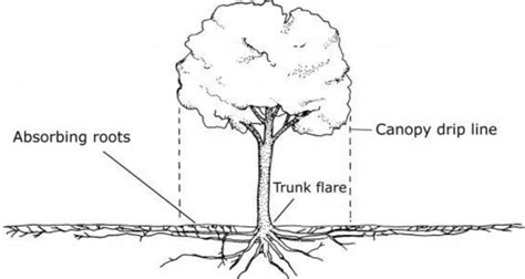 Is Your Lawn Care Company Killing Your Trees Tree Shepherds