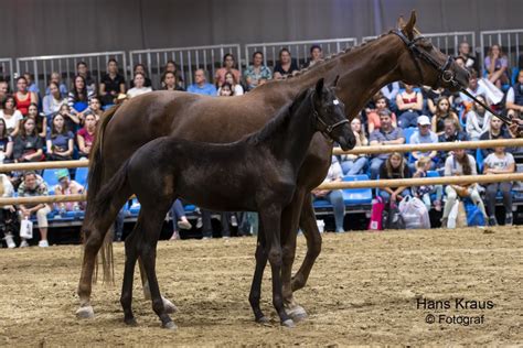 Filias Dark Lady Warmblut Stute Dunkelbraun Pferd Austria