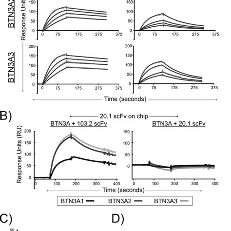 Surface Plasmon Resonance Analysis Of The Interaction Between The Btn3a Download Scientific