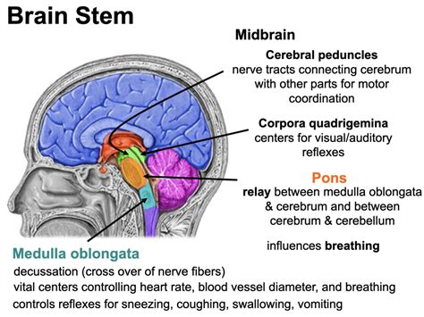 Brain Stem Diagram | Quizlet