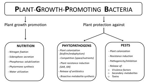 Agronomy Free Full Text Plant Growth Promoting Bacteria Pgpb