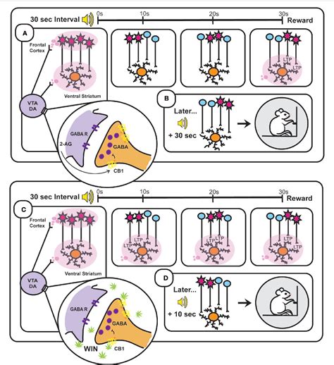 Figure From Endocannabinoid Dependent Modulation Of Phasic Dopamine