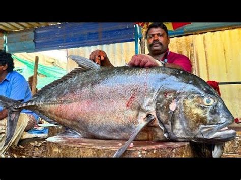 Kasimedu Speed Selvam Kg Giant Black Trevally Fish Cutting Video