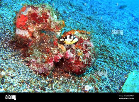 juvenile starry triggerfish abalistes stellatus   small coral