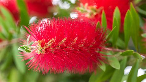 Are Bottle Brush Trees Poisonous To Humans Flourless Journal Efecto