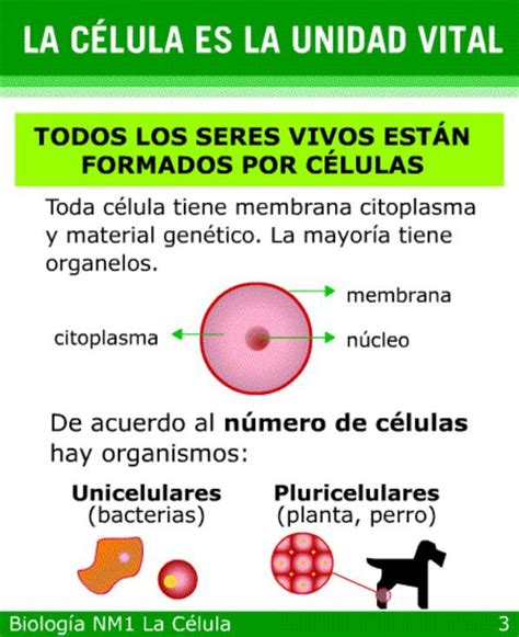 La célula es unidad vital Tamaños relativos Célula procariótica