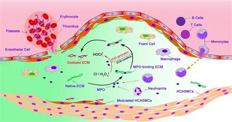 Diagram Summarizing Proposed Mechanism By Which Mpo Induces Matrix