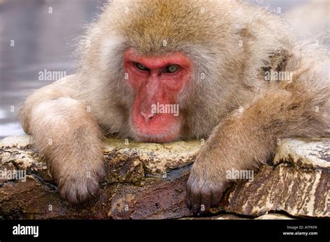 Snow Monkey Bathing Hot Spring Jigokudani Japan Stock Photo Alamy