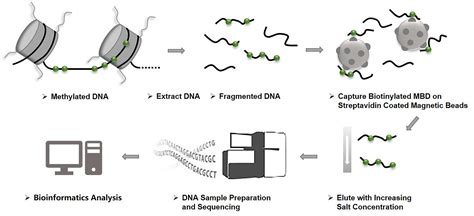 Methyl Cpg Binding Domain Sequencing Dna Methylation Analysis Service