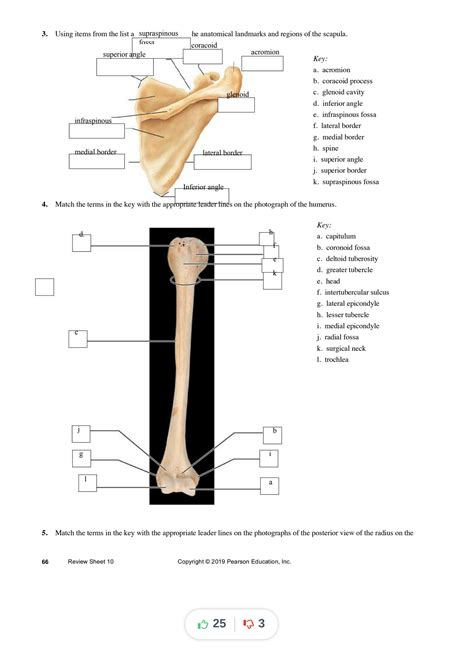 SOLUTION Exercise 10 The Appendicular Skeleton Compress Studypool