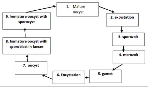 Life Cycle Of Isospora Belli Download Scientific Diagram