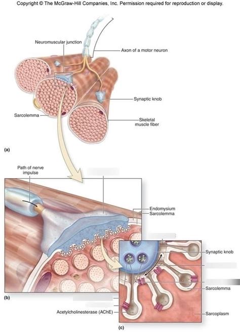 Ch. 10, Neuromuscular Junction Diagram | Quizlet