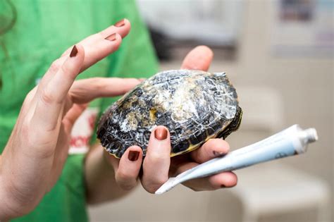 Turtle Shell Rot Vet Explained Treatment Causes Prevention Pangovet