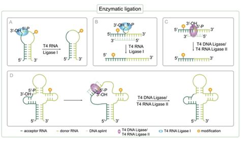 Strategies For Covalent Labeling Of Long Rnas Depmeier