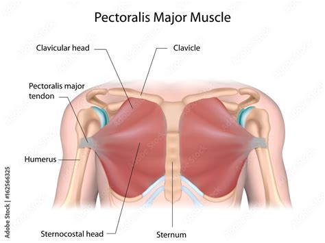 Pectoralis major muscle, labeled. Stock Illustration | Adobe Stock