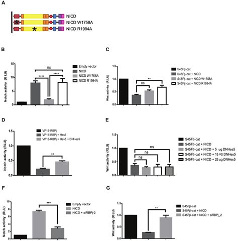 The Inhibition Of β Catenin Driven Transcription By Nicd Does Not