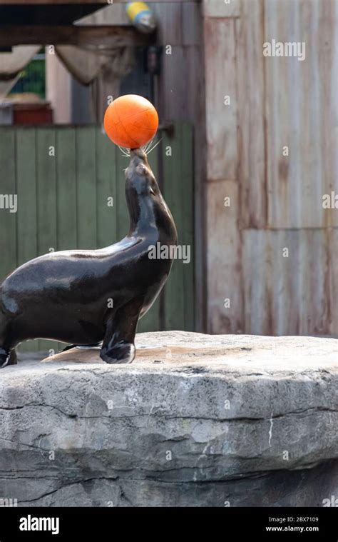 Sea lion shows tricks with the ball Stock Photo - Alamy