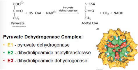 Biochemistry Mcat Chapter Carbohydrate Metabolism Ii Flashcards