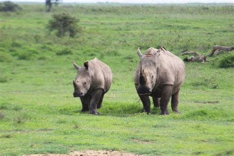 3 Days 2 Nights Masai Mara Mid Range 4 X 4 Jeep Safari