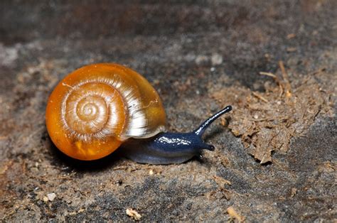 A Simple Guide To Britains Snails Country Life