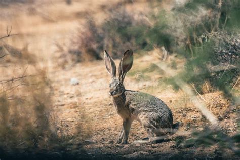 Desert Rabbit Looking Aside in a Park, Joshua Tree, California, United ...