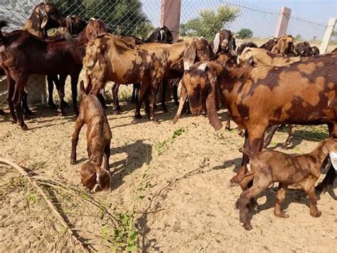 5 Se 3 Year Brown Pregnant Sirohi Female Goat Milk Weight 20 To 60