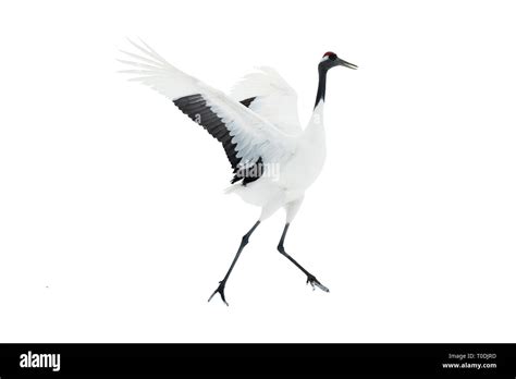 Dancing Crane The Ritual Marriage Dance Isolated On White The Red