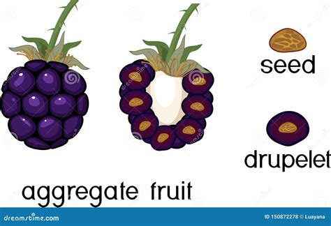 Estructura Interna Y Externa De La Fruta Global De La Zarzamora En La