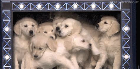 Puppies GIFs - Find & Share on GIPHY