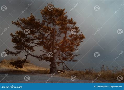 Infrared Photo Of Foggy Afternoon At Big Sur Stock Photo Image Of