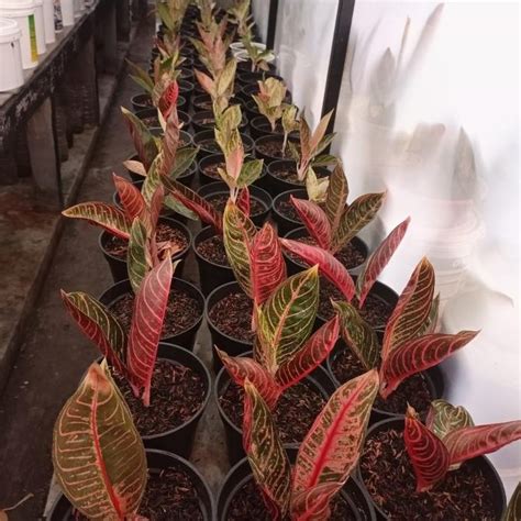 Jual Aglaonema Red Sumatra Pride Of Sumatra Pos Anak Daun