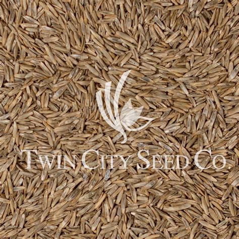 Melquattro Premium Italian Ryegrass Twin City Seed Company