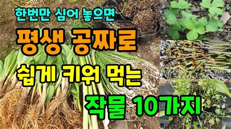 한번만 심어 놓고 평생 공짜로 수확만하는 작물 10가지 건강에 좋고 약이되는 작물 평생수확하는작물 Youtube