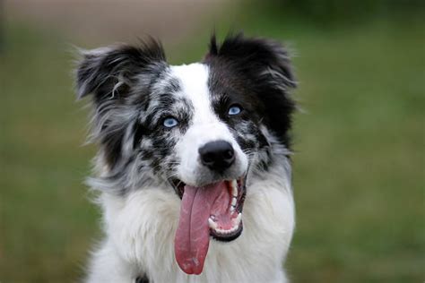 Understanding Border Collies With Blue Eyes - Depend On Dogs