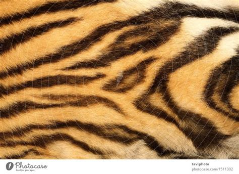 closeup on real tiger fur - a Royalty Free Stock Photo from Photocase