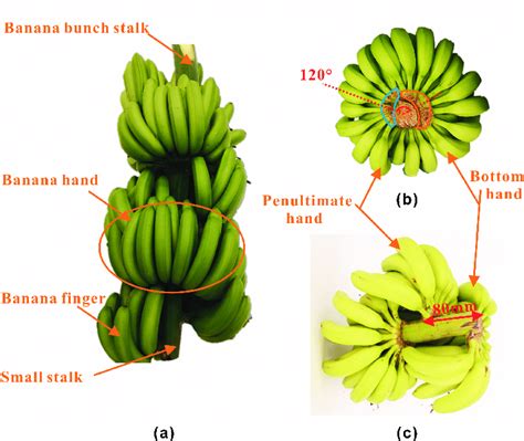 Parts Of A Banana Fruit