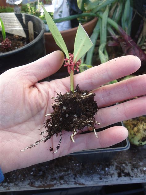 How To Propagate New Plants From Cuttings That Bloomin Garden