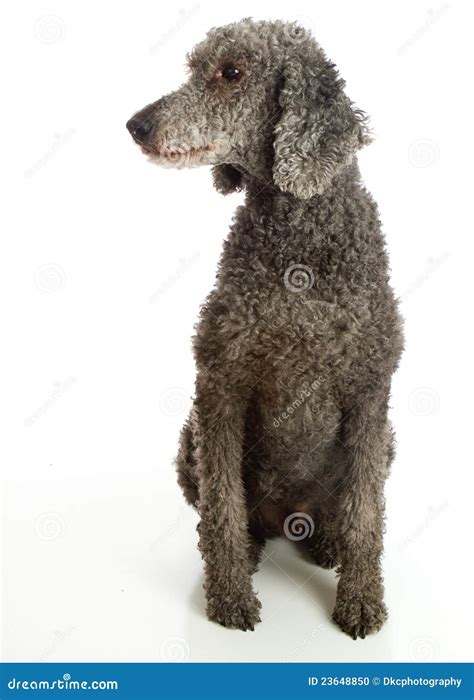 Standard Poodle Grey stock photo. Image of grey, poodle - 23648850