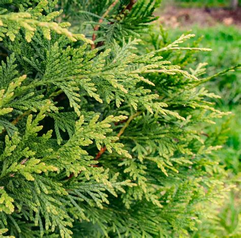 Thuja Standishii X Plicata Green Giant Green Giant Arborvitae